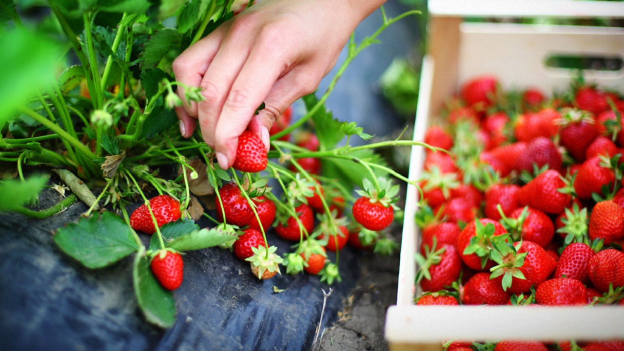 prodotti biologici vegani