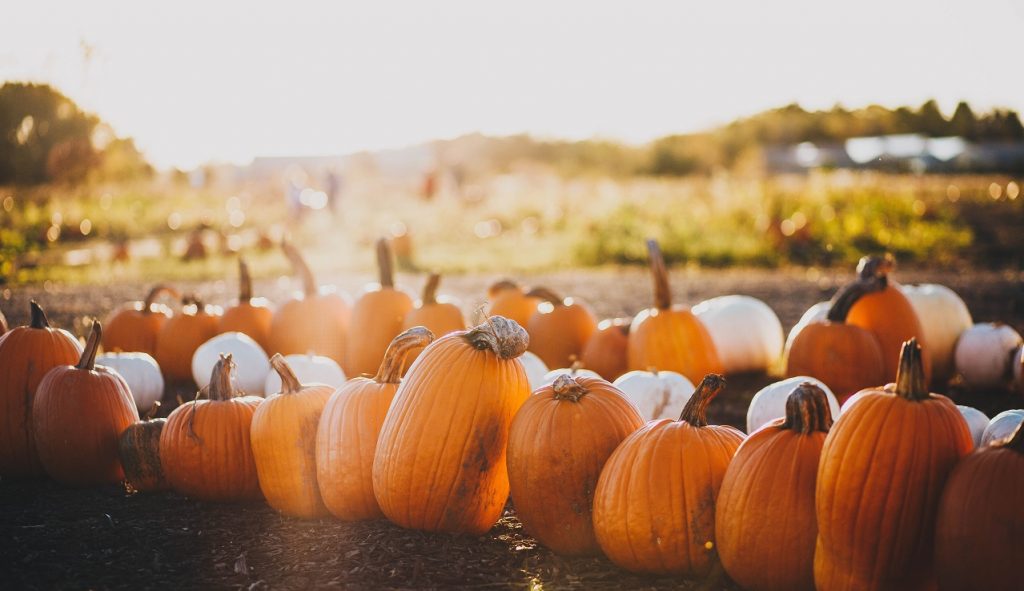 proprietà della zucca